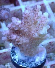 画像1: No.39 オーストラリア産 クシハダミドリイシ (1)