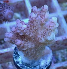 画像2: No.39 オーストラリア産 クシハダミドリイシ (2)