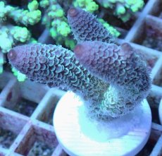 画像1: No.40 オーストラリア産 スパスラータ (1)