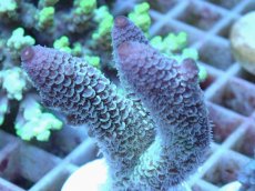 画像2: No.40 オーストラリア産 スパスラータ (2)