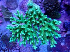 画像1: No.77 浅場ミドリイシ (1)