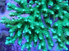 画像2: No.77 浅場ミドリイシ (2)