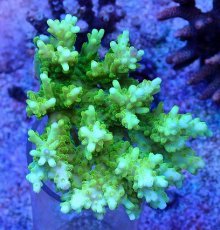 画像1: No.79 浅場ミドリイシ　蛍光グリーン (1)