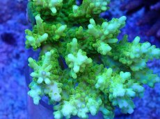 画像2: No.79 浅場ミドリイシ　蛍光グリーン (2)