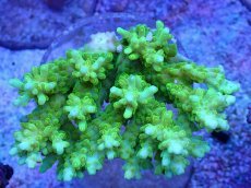 画像1: No.80 浅場ミドリイシ　蛍光グリーン (1)