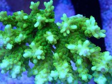 画像2: No.81 浅場ミドリイシ　蛍光グリーン (2)