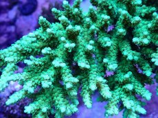 画像2: No.82 浅場ミドリイシ (2)