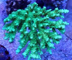 画像1: No.83 浅場ミドリイシ (1)