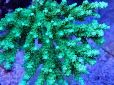 画像2: No.83 浅場ミドリイシ (2)