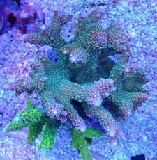 画像1: No.84 浅場ミドリイシ (1)