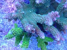 画像2: No.84 浅場ミドリイシ (2)