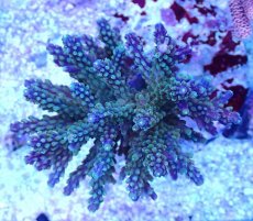 画像1: No.85 スゲミドリイシ (1)