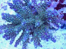 画像2: No.85 スゲミドリイシ (2)