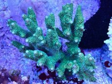 画像1: No.86 ハイマツミドリイシ (1)