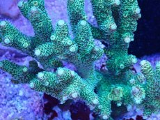 画像2: No.86 ハイマツミドリイシ (2)