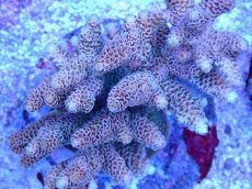 画像2: No.87 ハイマツミドリイシ (2)