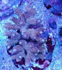 画像1: No.88 ハイマツミドリイシ (1)