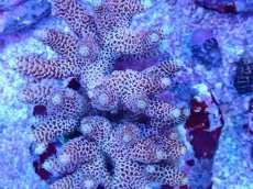 画像2: No.88 ハイマツミドリイシ (2)