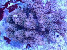 画像2: No.89 浅場ミドリイシ (2)