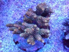 画像1: No.90 ハイマツミドリイシ (1)