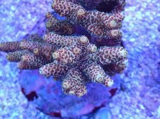 画像2: No.90 ハイマツミドリイシ (2)