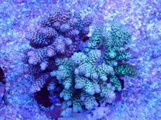 画像1: No.91 ウスエダミドリイシ (1)