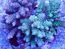 画像2: No.91 ウスエダミドリイシ (2)