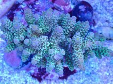 画像2: No.92 ウスエダミドリイシ (2)