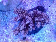 画像1: No.93 ウスエダミドリイシ (1)