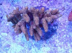 画像1: No.94 ハイマツミドリイシ (1)