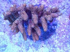 画像2: No.94 ハイマツミドリイシ (2)