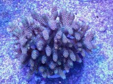 画像1: No.96 ハイマツミドリイシ (1)