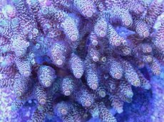 画像2: No.96 ハイマツミドリイシ (2)