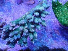 画像1: No.97 ウスエダミドリイシ (1)