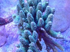 画像2: No.99 ウスエダミドリイシ (2)