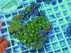 画像1: No.1 マメスナギンチャク お花畑プレート (1)