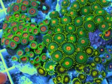 画像2: No.1 マメスナギンチャク お花畑プレート (2)