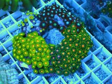 画像1: No.2 マメスナギンチャク お花畑プレート (1)