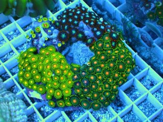 マメスナを買うならアクアスタイルユー｜大阪からサンゴを全国に販売し