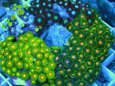 画像2: No.2 マメスナギンチャク お花畑プレート (2)