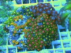 画像1: No.3 マメスナギンチャク お花畑プレート (1)