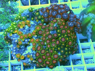 マメスナを買うならアクアスタイルユー｜大阪からサンゴを全国に販売し