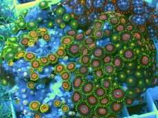 画像2: No.3 マメスナギンチャク お花畑プレート (2)