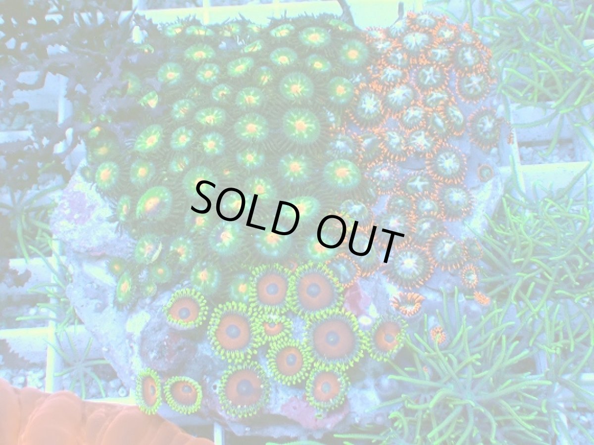 画像1: No.4 マメスナギンチャク お花畑プレート (1)