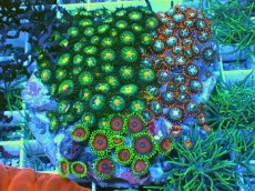 画像1: No.4 マメスナギンチャク お花畑プレート (1)