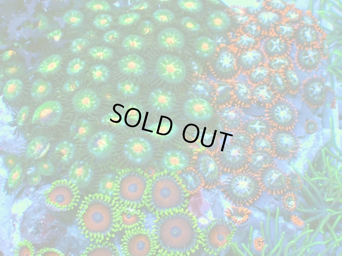 画像2: No.4 マメスナギンチャク お花畑プレート (2)