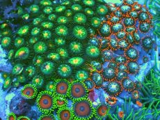 画像2: No.4 マメスナギンチャク お花畑プレート (2)