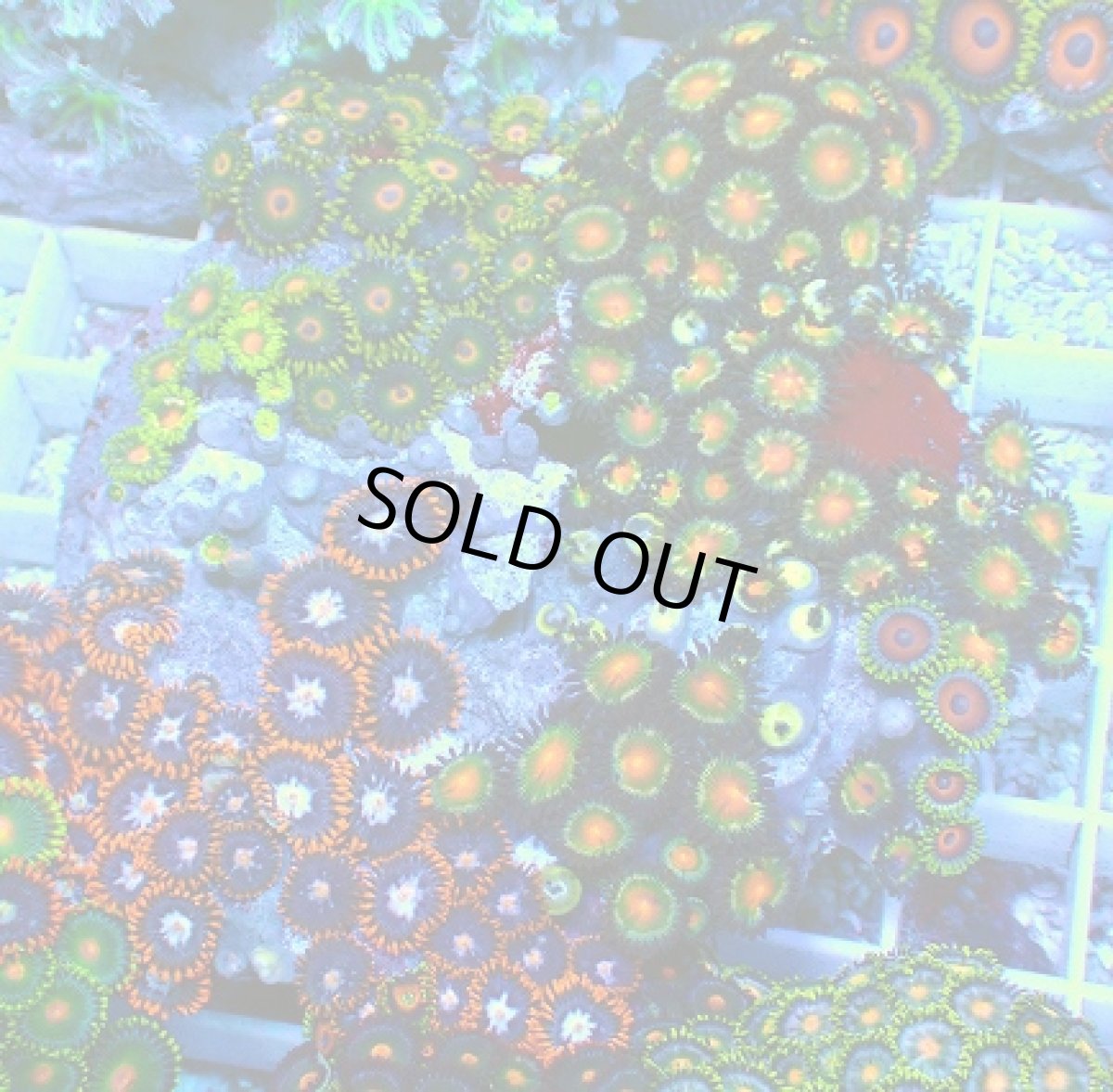 画像1: No.6 マメスナギンチャク お花畑プレート (1)