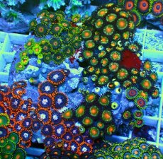 画像1: No.6 マメスナギンチャク お花畑プレート (1)