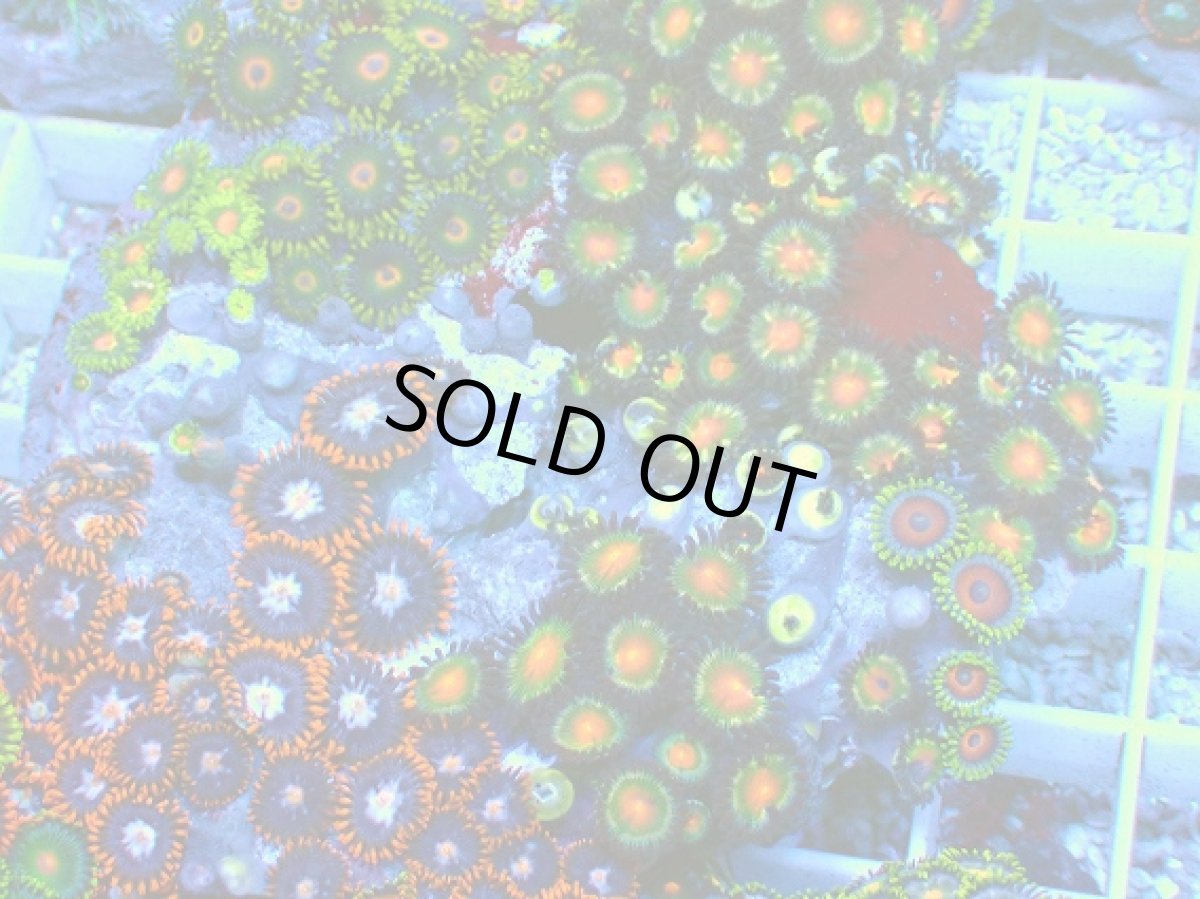 画像2: No.6 マメスナギンチャク お花畑プレート (2)